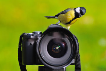 best lens for bird photography nikon