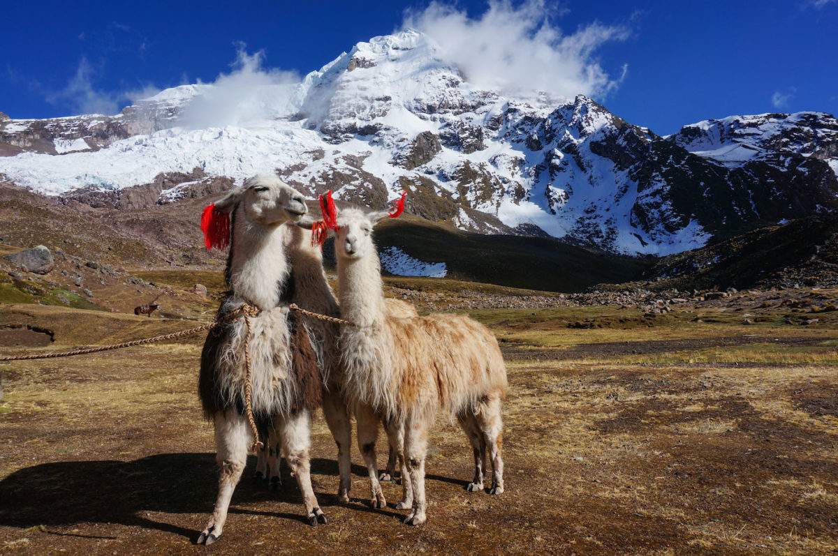 3 Ausangate llamas with mountains (1 of 1) copy