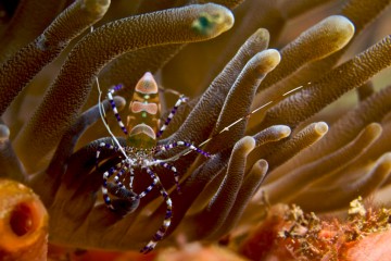 Best macro diving in the world