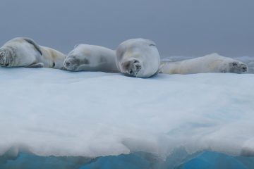 Crab Eater Seal Antarctica