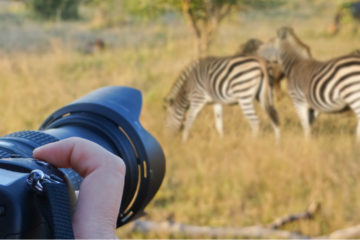 best budget lens for wildlife photography