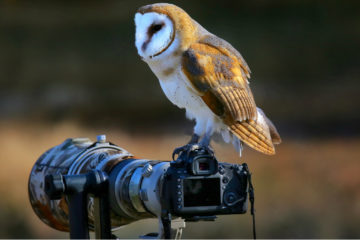best lens for bird photography