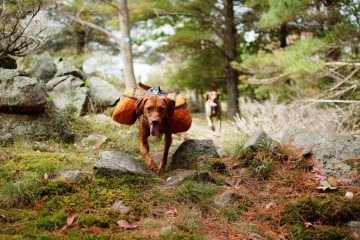 best dog hiking packs
