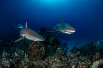 best liveaboard destinations for diving with sharks