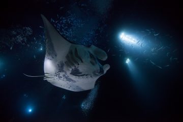 best liveaboard destinations for diving with manta rays