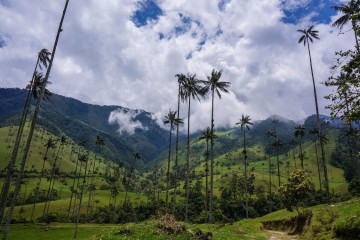 SURREAL LANDSCAPES & TOWERING PALM TREES: HIKING IN THE COCORA VALLEY, COLOMBIA