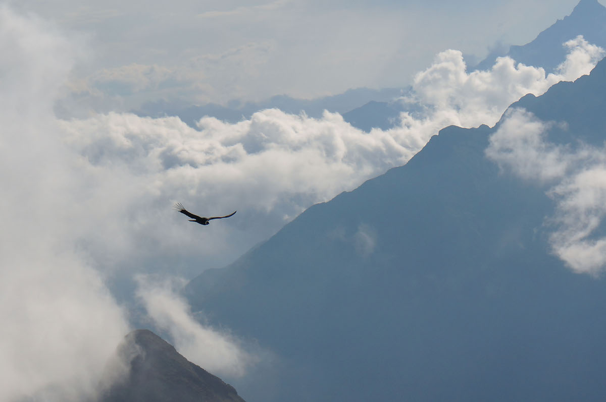 Condor in the Peruvian Andes