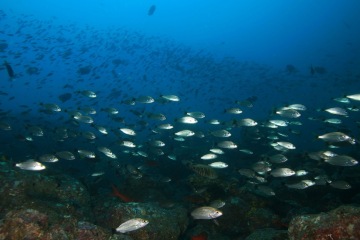 scuba diving coiba island panama