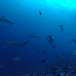 Malpelo liveaboard diving