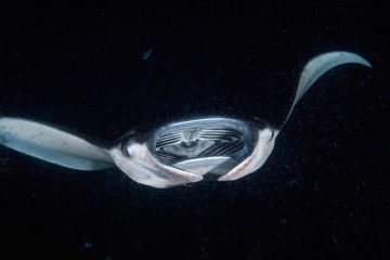 manta ray night dive